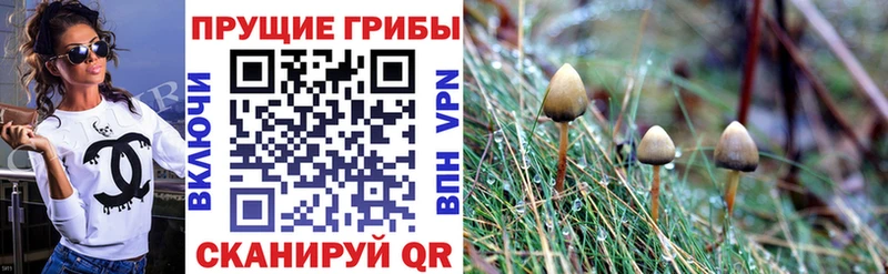 Галлюциногенные грибы MAGIC MUSHROOMS  купить наркотики сайты  Осташков 